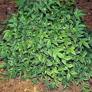 Nandina domestica 'Harbor Dwarf'