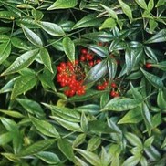 Nandina domestica 'Jaytee' 'Harbor Belle'