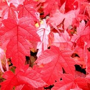 Acer rubrum 'Brandywine'