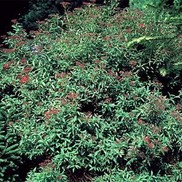 Spiraea japonica 'Neon Flash'