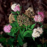 Spiraea japonica 'Little Princess'