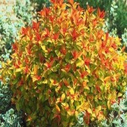 Spiraea japonica 'Magic Carpet'