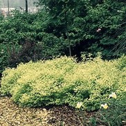 Spiraea x bumalda 'Goldmound'