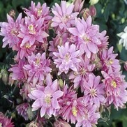 Aquilegia vulgaris 'Clementine Rose'