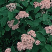 Spiraea japonica 'Shirobana'