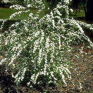 Spiraea x vanhouttei 'Vanhouttei'