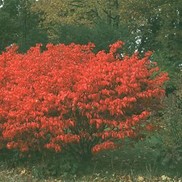 Euonymus alatus 'Compactus'