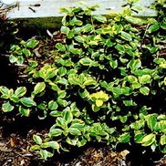 EUONYMUS 'CANADALE GOLD'