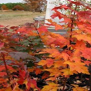 Acer rubrum 'Burgundy Belle'