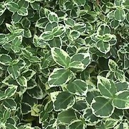 EUONYMUS 'EMERALD GAIETY' 
