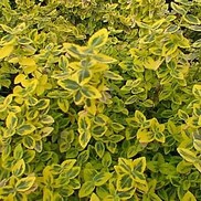 EUONYMUS 'EMERALD N GOLD' 