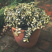 EUONYMUS 'MOONSHADOW' 