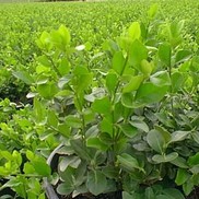 Euonymus kiautschovicus 'Manhattan'