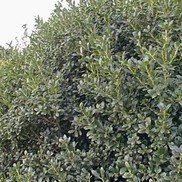 Ilex cornuta 'Burford nana'