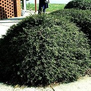 Ilex crenata 'Helleri'