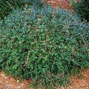 Ilex vomitoria 'Nana'