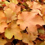 Heuchera villosa 'Caramel'