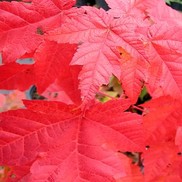 Acer rubrum 'Embers'