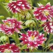 Aquilegia vulgaris 'Nora Barlow'