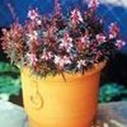 Gaura lindheimeri 'Crimson Butterflies'