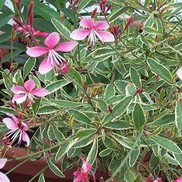 Gaura lindheimeri 'Colso'