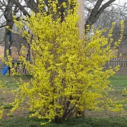 Forsythia x intermedia 'Lynwood Gold'