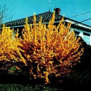 Forsythia  'Meadowlark'