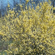 Forsythia  'Northern Gold'
