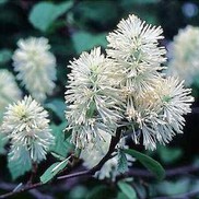 Fothergilla major 'Mt. Airy'
