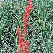 YUCCA 'RED'