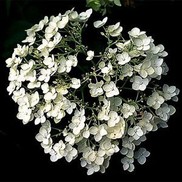 Hydrangea arborescens 'Annebelle'