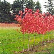 Acer rubrum 'Fairview Flame'