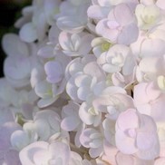 Hydrangea macrophylla 'Blushing Bride'