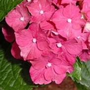 Hydrangea macrophylla 'Glowing Embers'