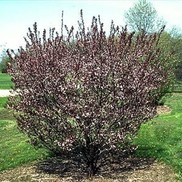Prunus x cistena
