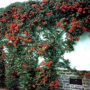 PYRACANTHA 'KASAN'