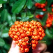 PYRACANTHA 'MOHAVE'