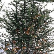 PYRACANTHA 'GNOME'