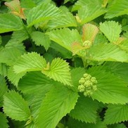 Viburnum dentatum 'Rastzam'
