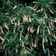 Itea viriginica 'Henry's Garnet'