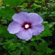 ALTHEA 'BLUE SATIN'