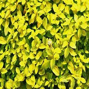 Spiraea japonica 'Golden Elf'
