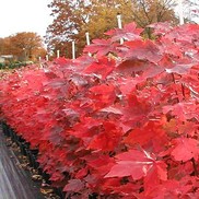 Acer rubrum 'October Glory'