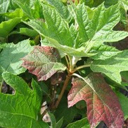 Hydrangea quercifolia 'Alice'