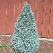 CYPRESS FALSE 'BOULEVARD'
