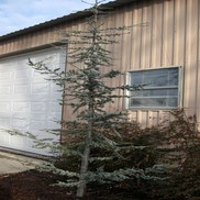 Cedrus atlantica 'glauca'