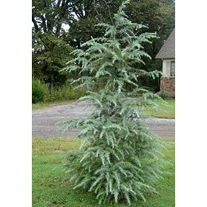Cedrus deodara