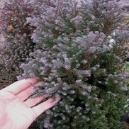 Chamaecyparis thyoides 'Red Star'