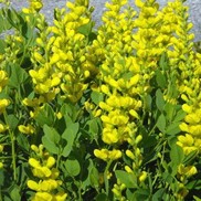 WILD INDIGO 'SCREAMING YELLOW'