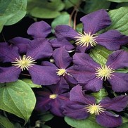 CLEMATIS 'JACKMANNI'